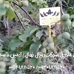 نهال گردو - درخت گردو - نهالستان گردو - گردو