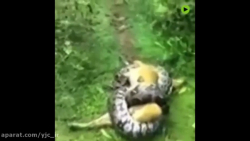 فرار سگ در حال مرگ از مار پیتو...