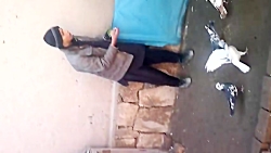 کفتر باز بسیار با شوق