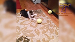 خنده&zwnj;دارترین&zwnj;های گرب...