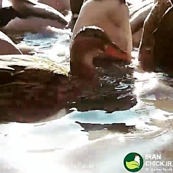 بازی اردک ها در آب