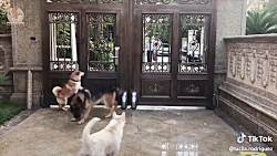 بامزه ترین سگ ها گربه ها  کلیپ...