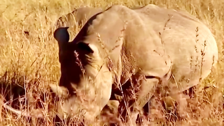 Elephant vs Rhino Real Fight - Ephant Shows Who's Boss and the unexpected زمان279ثانیه