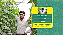 کشت گلخانه ای فلفل دلمه ی رنگی- سعید نوروزی- 22 مهرماه 1398