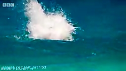 صحنه‌ای نادر از شکار پرنده توس...