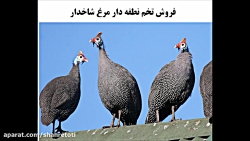 تخم نطفه دار مرغ شاخدار شرکت آ...