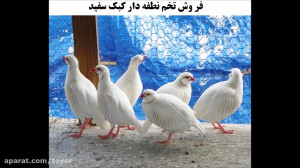 فروش تخم نطفه دار کبک شرکت آسی...