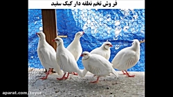 فروش تخم کبک ، تخم نطفه دار کب...
