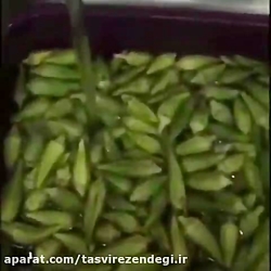 بلانچ بامیه
