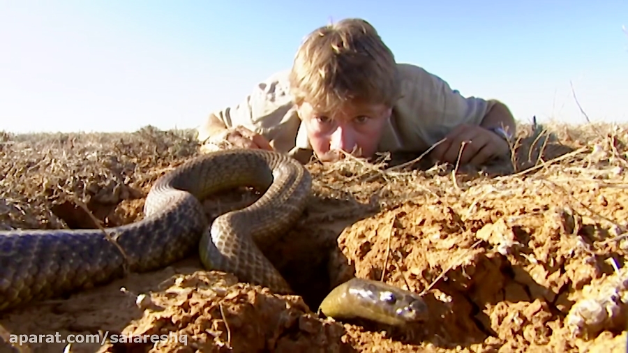Snakes In The World ده تا از مرگبار ترین سمی ترین و خطرناک ترین مار های جها...