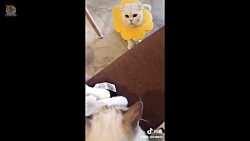 سگ و گربه های خیلی خیلی بامزه...