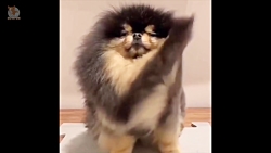 حیوانات خانگی بامزه و خنده دار...