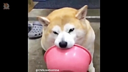 کارهای خنده دار حیوانات خانگی...