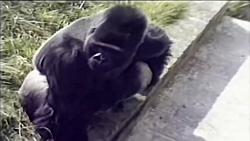 راز بقا  مبارزه حیوانات و انسا...