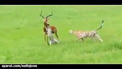 لحظه های شگفت انگیز مبارزه حیو...