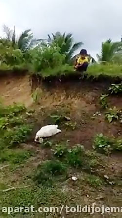 این ویدئو این چند روز جز پرباز...