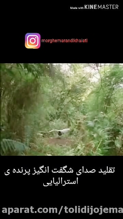 پرنده ای در استرالیا که  به طو...