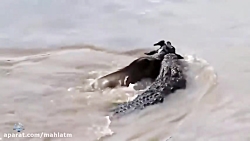 کشته شدن پلنگ در هنگام شکار تم...