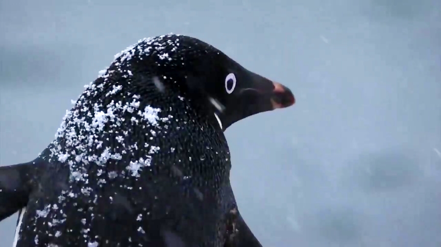 فیلم مستند پنگوئن ها Penguins 2019 زمان4550ثانیه
