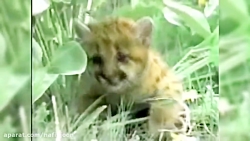 10 مبارزه دیدنی بین حیوانات خش...