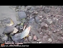 روش جالب و حیرت انگیز پرنده بر...