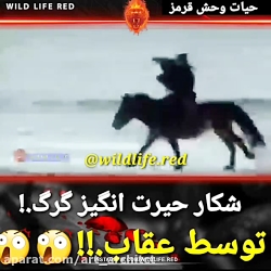 عقاب بلند پرواز