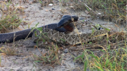 یا ابالفضل | نفست بند میاد | ح...