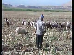 به صدا درآمدن زنگ سیل در لرستا...