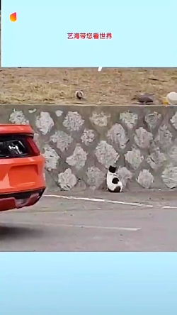 گربه و شکار، کبوتر