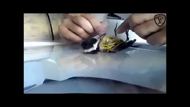 زنده کردن پرنده با تنفس مصنوعی زمان275ثانیه