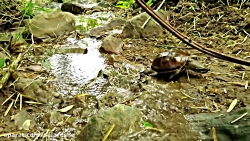 حمله بشدت ترسناک مار به لاکپشت...