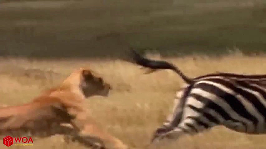 راز بقا - مبارزه مرگبار کفتار و سگ های وحشی - Big battle of Hyena vs Wild dogs زمان608ثانیه