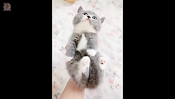 حیوانات خانگی فوق بامزه و دوست...