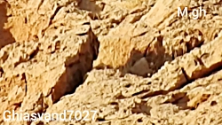 شکار پرنده زیبا با دوربین سوپر...