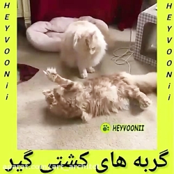 گربه های کشتی گیر