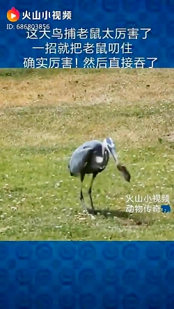 پرنده و شکار