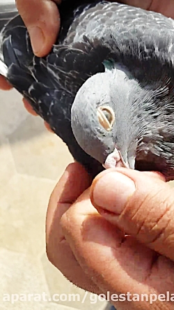 کبوتران مسافتی محمد علی نیا 09...