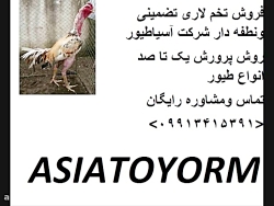 فروش تخم نطفه دار لاری