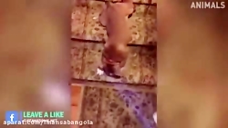 کلیپ فوق العاده خنده دار  و عا...