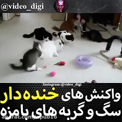 واکنش خنده دار سگ و گربه بامزه...