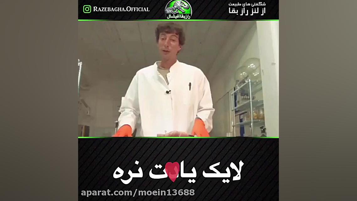 ساخت موجود زنده با سلول انسان موش کنگره