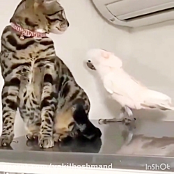 اصلا هيچ كارى با دم گربه نداشت...