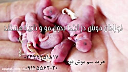 موش ها را بهتر بشناسیم