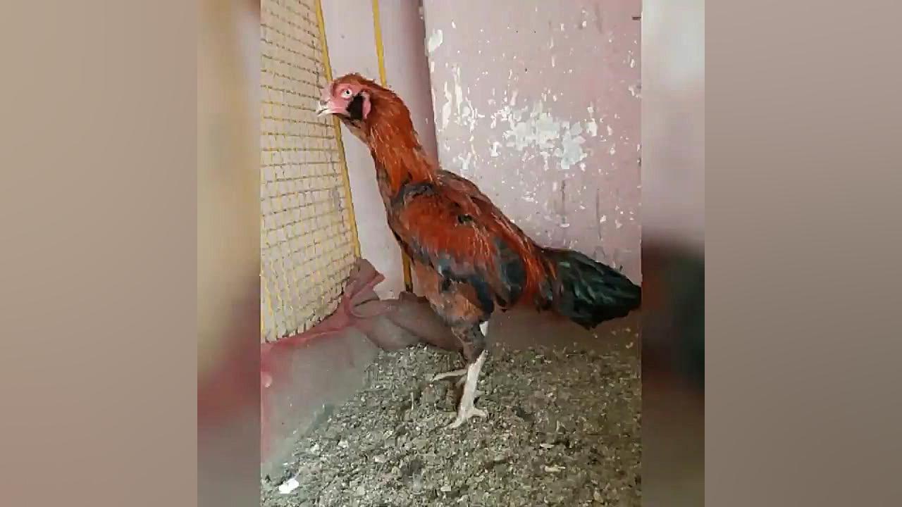 معرفی انواع نژادهای خروس لاری باتصاویر زمان48ثانیه