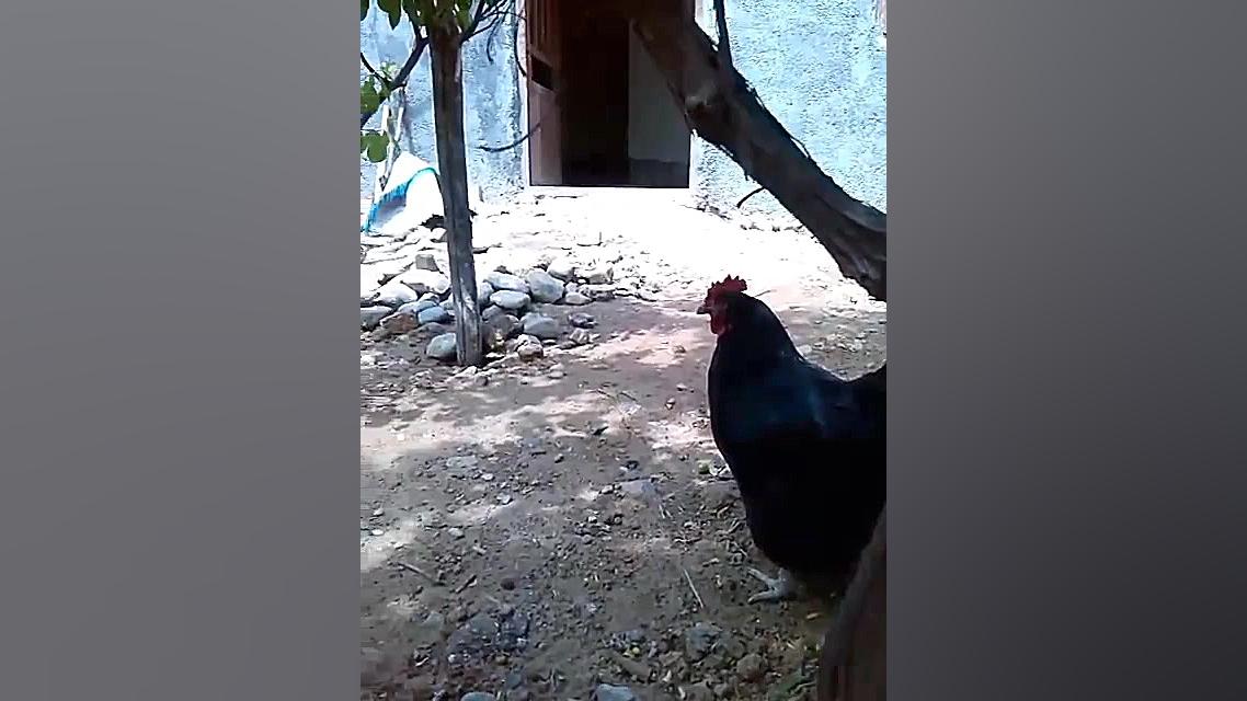 مرغ بیمار عفونی ریه با سرفه و خس خس سینه داریوش