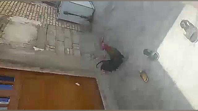 بیماری ناخوشی درطیور جزو بیماری باکتریایی روده هست برداشتن خال