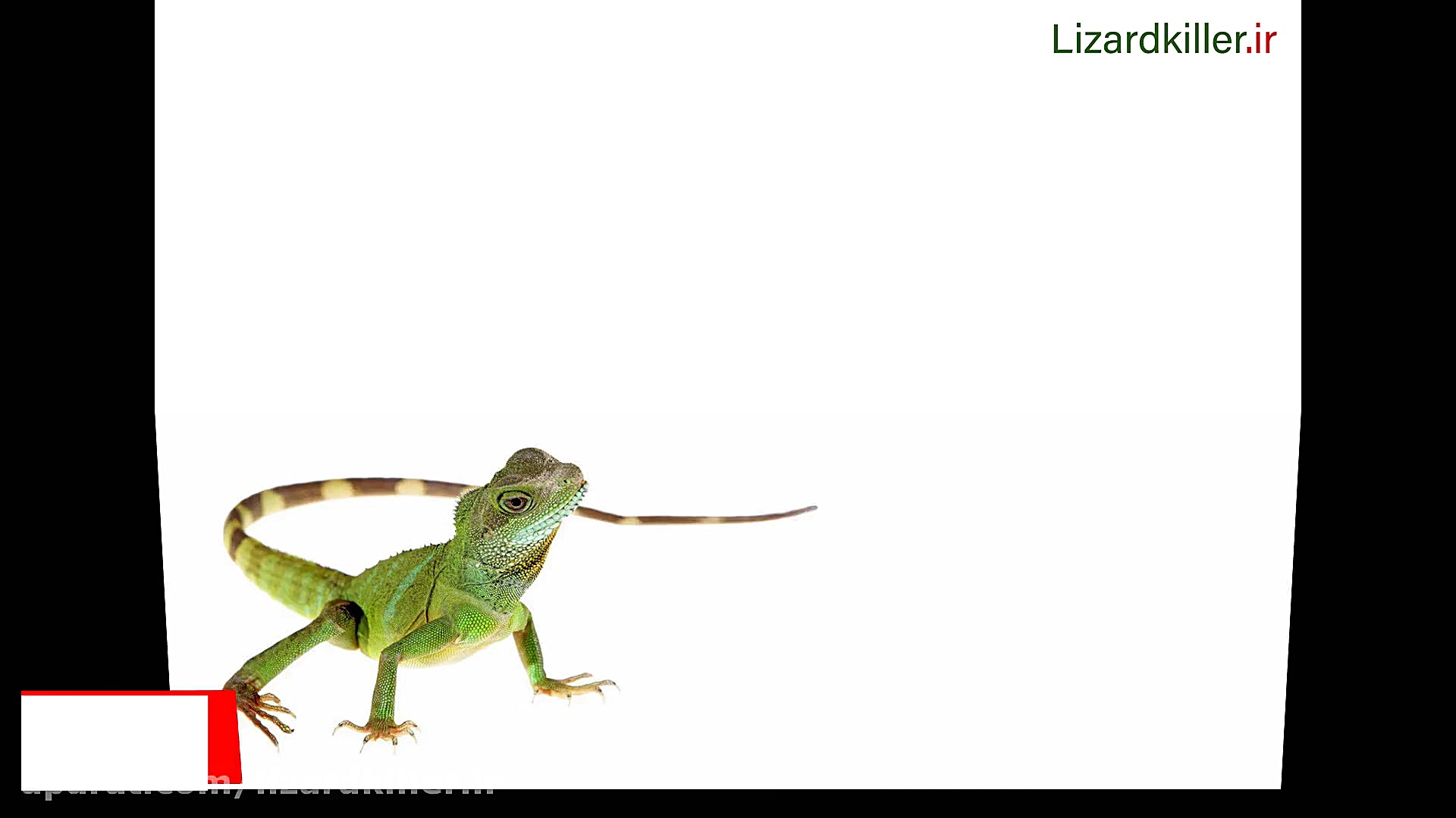 مارمولک ها را بیشتر بشناسید زمان147ثانیه