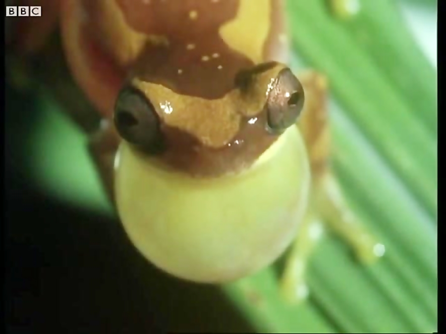 قورباغه های آوازخوان پاناما - Panama frogs serenade females زمان125ثانیه