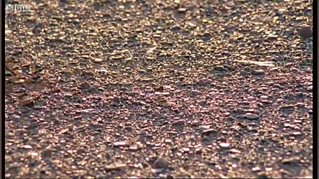 طاعون ملخ در آفریقای وحشی - Plagues of Locusts Wild Africa زمان107ثانیه