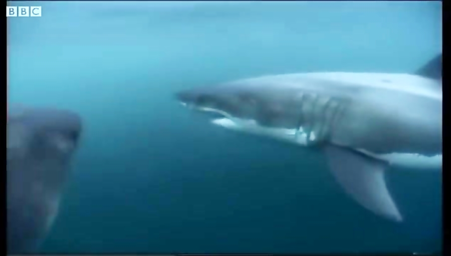 دنیای حیوانات - غذا خوردن کوسه سفید بزرگ - Great White shark feeding زمان296ثانیه